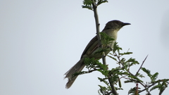 Prinia sylvatica
