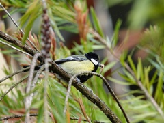 Parus monticolus
