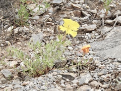 Oenothera hartwegii