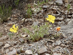 Oenothera hartwegii