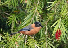 Heterophasia capistrata