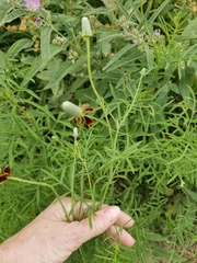 Ratibida columnifera