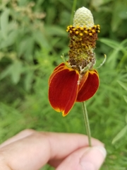 Ratibida columnifera