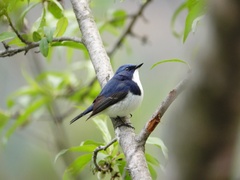 Ficedula superciliaris