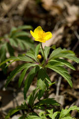 Anemonoides ranunculoides