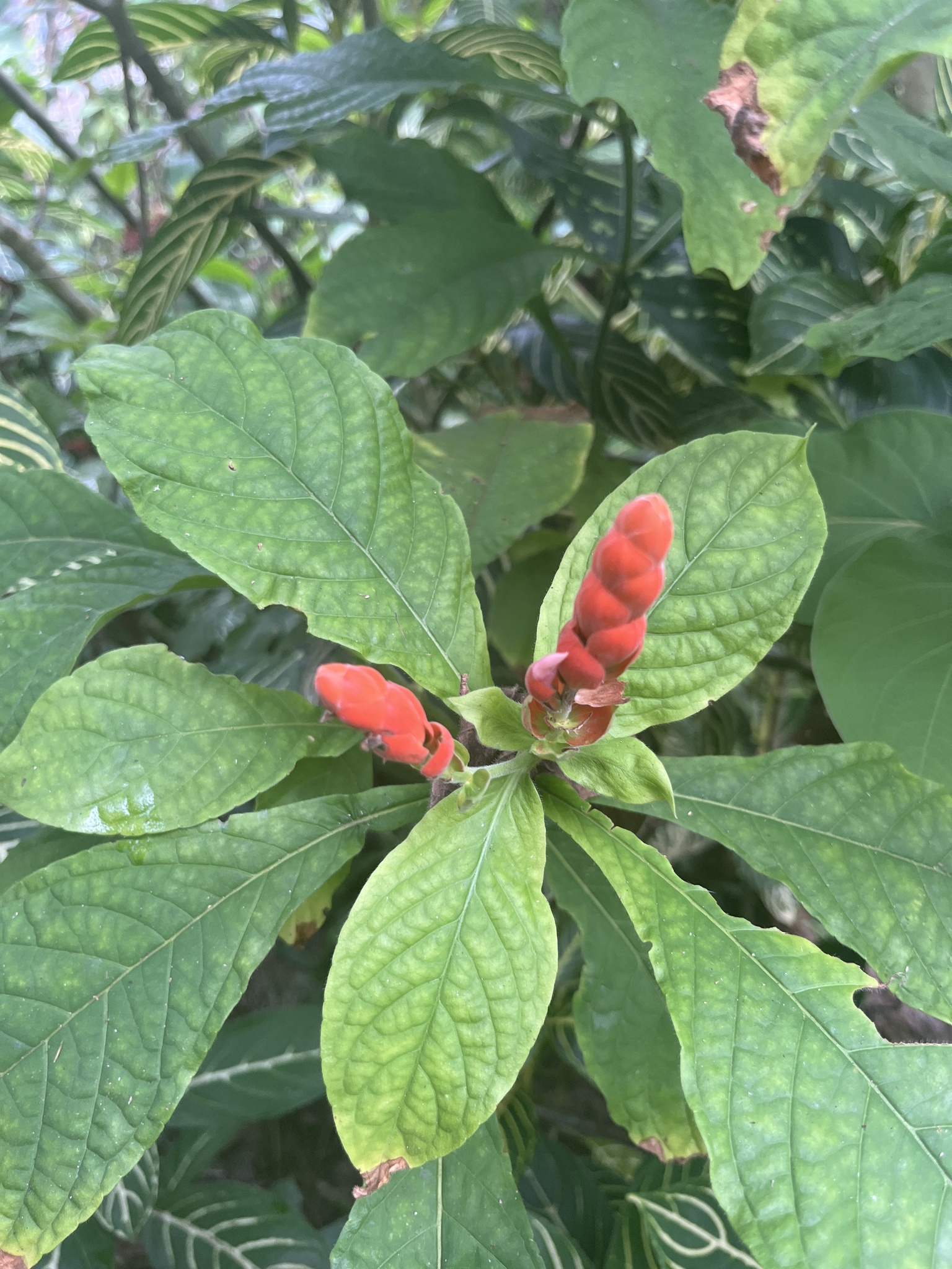 Imagem de Camarão-vermelho