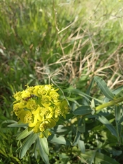 Euphorbia virgata