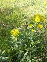 Euphorbia virgata