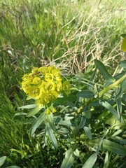 Euphorbia virgata