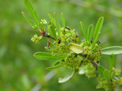 Rhamnus oleoides