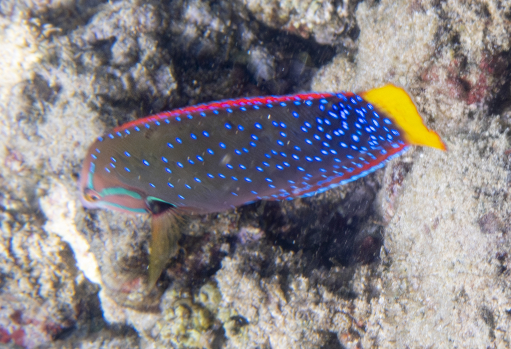 African Clown Wrasse