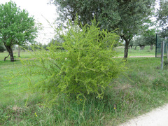 Rhamnus oleoides