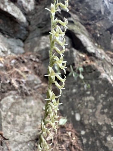 Florida Keys ladies'-tresses (Mesadenus polyanthus)