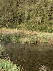 Fulica atra