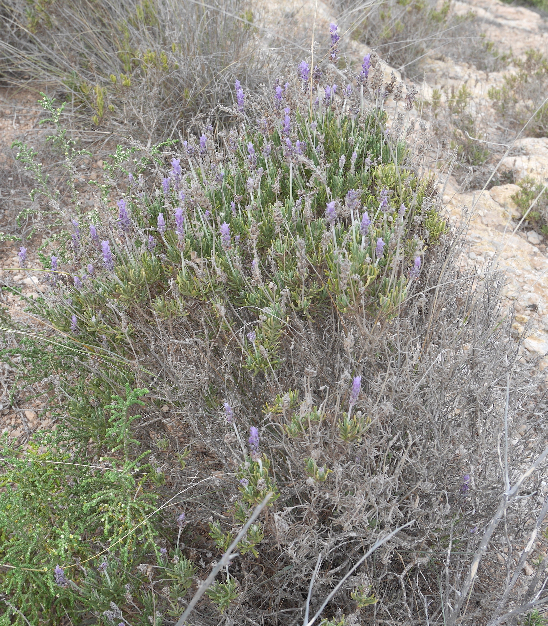 Imagem de Lavanda