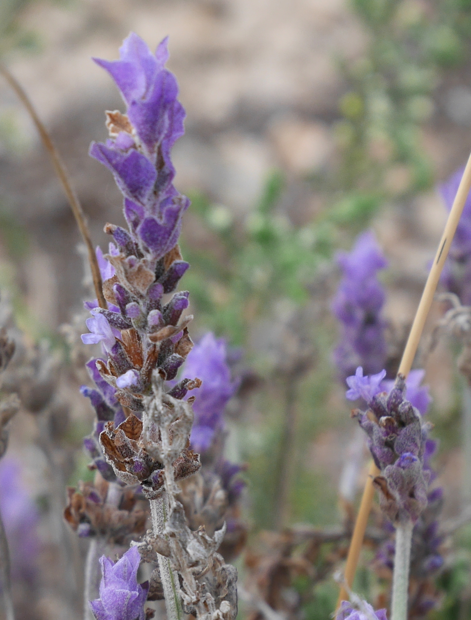 Imagem de Lavanda