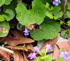 Anthophora villosula