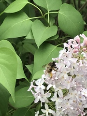 Anthophora villosula