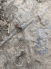 Formica polyctena × rufa