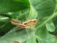 Chorthippus apicalis