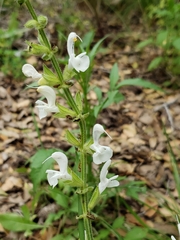 Salvia hierosolymitana