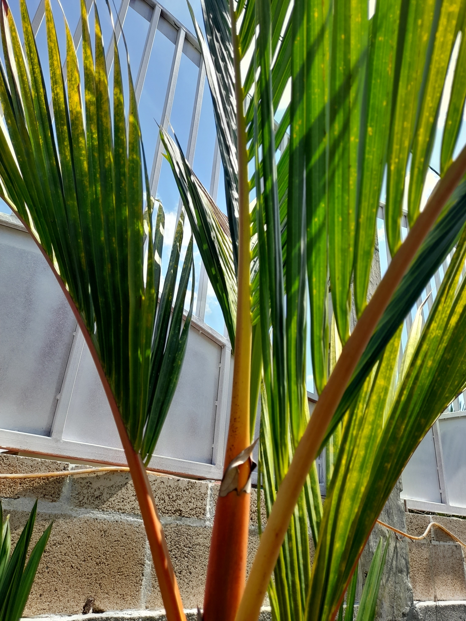 Imagem de Palmeira-ráfia