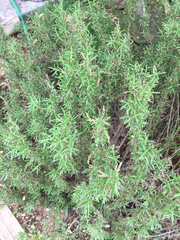 Rosmarinus