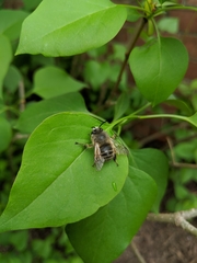 Anthophora villosula