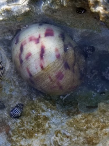 Nerita peloronta