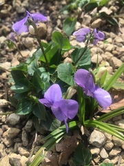 Viola