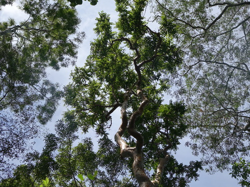 Commiphora simplicifolia