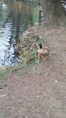 Anas platyrhynchos