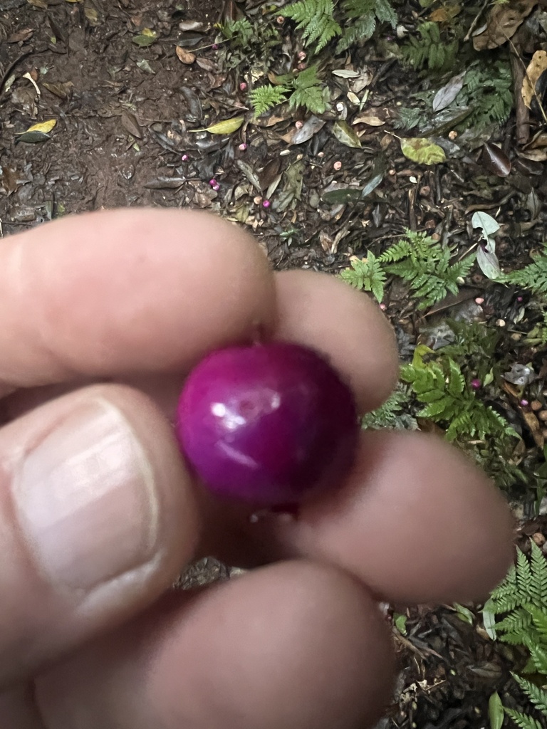 Waterberries from lamington national park binna burra qld au on