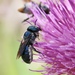 Osmia chalybea - Photo (c) Lois Posey, some rights reserved (CC BY-NC), uploaded by Lois Posey