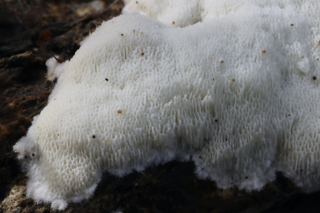 Ceriporiopsis subvermispora
