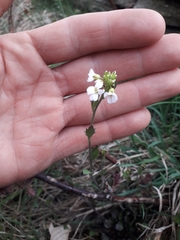 Arabidopsis halleri
