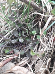 Arabidopsis halleri