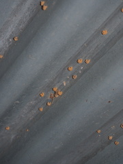 Apterona helicoidella