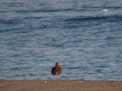 Ichthyaetus hemprichii
