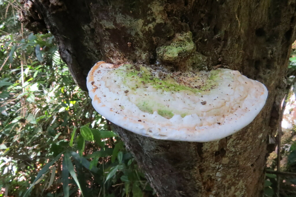 Rigidoporus ulmarius · February 2024 · photo: © jonathan_ehlert (iNaturalist, cc-by-nc)