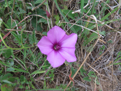 Convolvulus althaeoides althaeoides