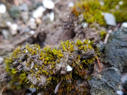 Lead-moss (Ditrichum plumbicola)