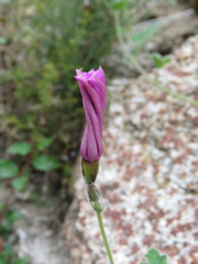 Convolvulus althaeoides althaeoides