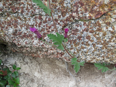 Convolvulus althaeoides althaeoides