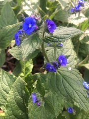 Pentaglottis sempervirens