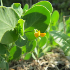 Coronilla scorpioides