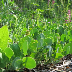 Coronilla scorpioides