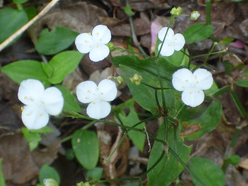 Image of Gibasis pellucida by no rights reserved
