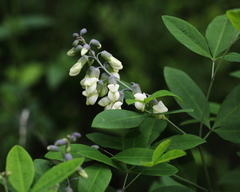 Baptisia megacarpa