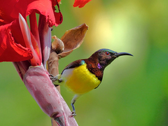 Purple-Rumped Sunbird photo 3